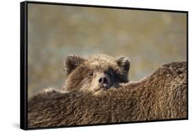 Brown Bear Cub and Mother, Katmai National Park, Alaska-Paul Souders-Framed Stretched Canvas