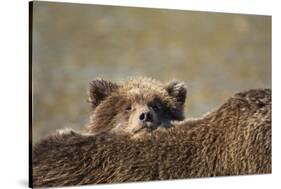 Brown Bear Cub and Mother, Katmai National Park, Alaska-Paul Souders-Stretched Canvas