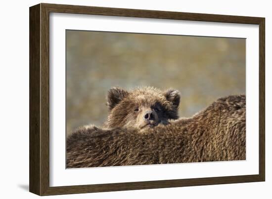 Brown Bear Cub and Mother, Katmai National Park, Alaska-Paul Souders-Framed Photographic Print