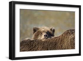 Brown Bear Cub and Mother, Katmai National Park, Alaska-Paul Souders-Framed Photographic Print