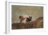 Brown Bear Cub and Mother, Katmai National Park, Alaska-Paul Souders-Framed Photographic Print