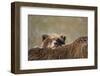 Brown Bear Cub and Mother, Katmai National Park, Alaska-Paul Souders-Framed Photographic Print