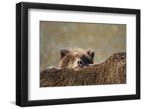 Brown Bear Cub and Mother, Katmai National Park, Alaska-Paul Souders-Framed Photographic Print