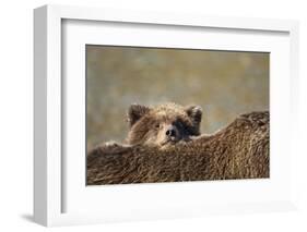 Brown Bear Cub and Mother, Katmai National Park, Alaska-Paul Souders-Framed Photographic Print