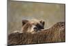 Brown Bear Cub and Mother, Katmai National Park, Alaska-Paul Souders-Mounted Photographic Print