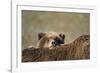 Brown Bear Cub and Mother, Katmai National Park, Alaska-Paul Souders-Framed Photographic Print