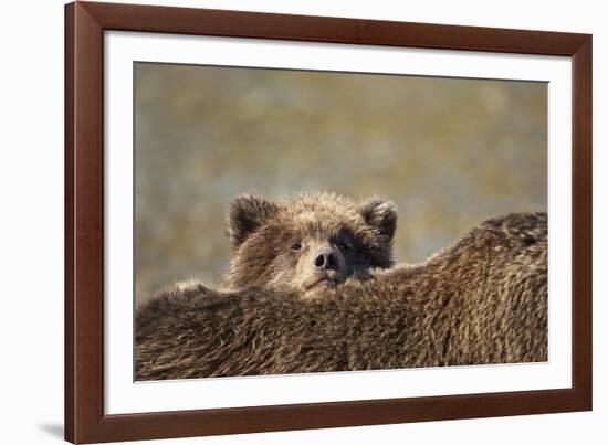 Brown Bear Cub and Mother, Katmai National Park, Alaska-Paul Souders-Framed Photographic Print