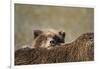 Brown Bear Cub and Mother, Katmai National Park, Alaska-Paul Souders-Framed Photographic Print