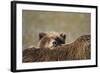 Brown Bear Cub and Mother, Katmai National Park, Alaska-Paul Souders-Framed Photographic Print