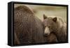 Brown Bear Cub and Sow, Katmai National Park, Alaska-Paul Souders-Framed Stretched Canvas