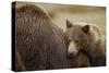 Brown Bear Cub and Sow, Katmai National Park, Alaska-Paul Souders-Stretched Canvas