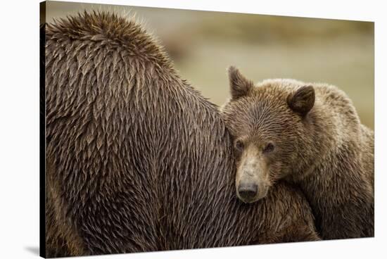 Brown Bear Cub and Sow, Katmai National Park, Alaska-Paul Souders-Stretched Canvas