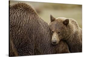 Brown Bear Cub and Sow, Katmai National Park, Alaska-Paul Souders-Stretched Canvas