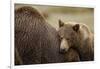 Brown Bear Cub and Sow, Katmai National Park, Alaska-Paul Souders-Framed Photographic Print