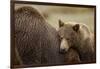 Brown Bear Cub and Sow, Katmai National Park, Alaska-Paul Souders-Framed Photographic Print