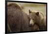 Brown Bear Cub and Sow, Katmai National Park, Alaska-Paul Souders-Framed Photographic Print