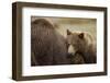 Brown Bear Cub and Sow, Katmai National Park, Alaska-Paul Souders-Framed Photographic Print