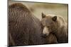 Brown Bear Cub and Sow, Katmai National Park, Alaska-Paul Souders-Mounted Photographic Print