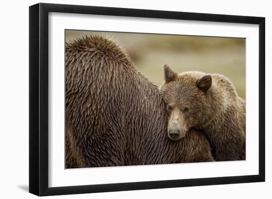 Brown Bear Cub and Sow, Katmai National Park, Alaska-Paul Souders-Framed Photographic Print