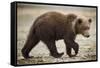 Brown Bear Cub at Geographic Harbor in Katmai National Park-Paul Souders-Framed Stretched Canvas