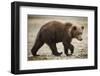 Brown Bear Cub at Geographic Harbor in Katmai National Park-Paul Souders-Framed Photographic Print