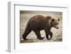Brown Bear Cub at Geographic Harbor in Katmai National Park-Paul Souders-Framed Photographic Print