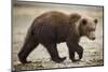 Brown Bear Cub at Geographic Harbor in Katmai National Park-Paul Souders-Mounted Photographic Print