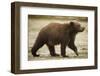 Brown Bear Cub at Geographic Harbor in Katmai National Park-Paul Souders-Framed Photographic Print