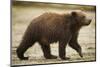 Brown Bear Cub at Geographic Harbor in Katmai National Park-Paul Souders-Mounted Photographic Print