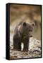 Brown Bear Cub at Kinak Bay in Katmai National Park-Paul Souders-Framed Stretched Canvas
