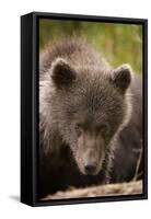 Brown Bear Cub at Kinak Bay in Katmai National Park-Paul Souders-Framed Stretched Canvas