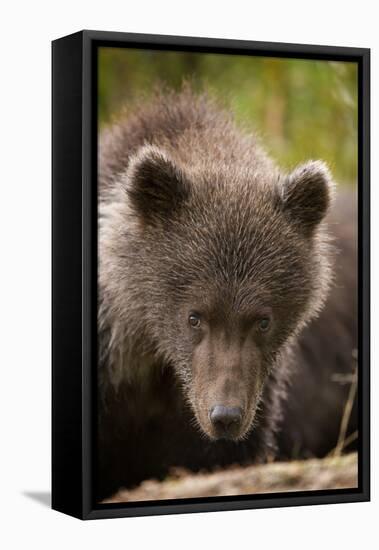 Brown Bear Cub at Kinak Bay in Katmai National Park-Paul Souders-Framed Stretched Canvas