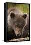 Brown Bear Cub at Kinak Bay in Katmai National Park-Paul Souders-Framed Stretched Canvas