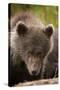 Brown Bear Cub at Kinak Bay in Katmai National Park-Paul Souders-Stretched Canvas