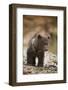 Brown Bear Cub at Kinak Bay in Katmai National Park-Paul Souders-Framed Photographic Print