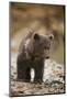 Brown Bear Cub at Kinak Bay in Katmai National Park-Paul Souders-Mounted Photographic Print