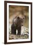 Brown Bear Cub at Kinak Bay in Katmai National Park-Paul Souders-Framed Photographic Print