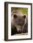 Brown Bear Cub at Kinak Bay in Katmai National Park-Paul Souders-Framed Photographic Print