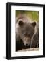 Brown Bear Cub at Kinak Bay in Katmai National Park-Paul Souders-Framed Photographic Print