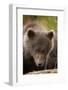Brown Bear Cub at Kinak Bay in Katmai National Park-Paul Souders-Framed Photographic Print