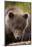 Brown Bear Cub at Kinak Bay in Katmai National Park-Paul Souders-Mounted Photographic Print