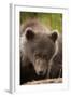 Brown Bear Cub at Kinak Bay in Katmai National Park-Paul Souders-Framed Photographic Print