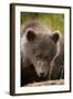 Brown Bear Cub at Kinak Bay in Katmai National Park-Paul Souders-Framed Photographic Print