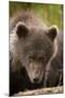 Brown Bear Cub at Kinak Bay in Katmai National Park-Paul Souders-Mounted Photographic Print