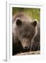 Brown Bear Cub at Kinak Bay in Katmai National Park-Paul Souders-Framed Photographic Print