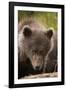 Brown Bear Cub at Kinak Bay in Katmai National Park-Paul Souders-Framed Photographic Print