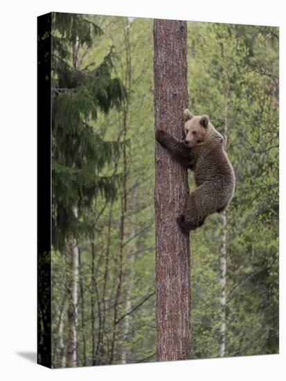 Brown bear cub climbing tree, Kainuu, Finland-Jussi Murtosaari-Stretched Canvas