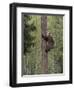 Brown bear cub climbing tree, Kainuu, Finland-Jussi Murtosaari-Framed Photographic Print