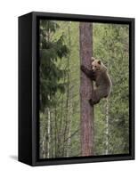 Brown bear cub climbing tree, Kainuu, Finland-Jussi Murtosaari-Framed Stretched Canvas