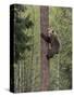 Brown bear cub climbing tree, Kainuu, Finland-Jussi Murtosaari-Stretched Canvas